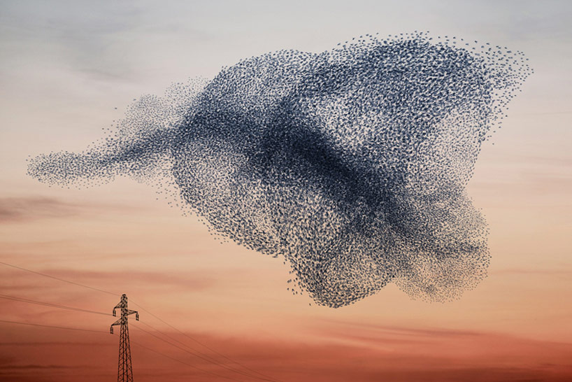 Alain DELORME, photographie Ephemeral Plastic Sculptures #6, série Murmurations Alain DELORME, photographie Ephemeral Plastic Sculptures #4, série Murmurations