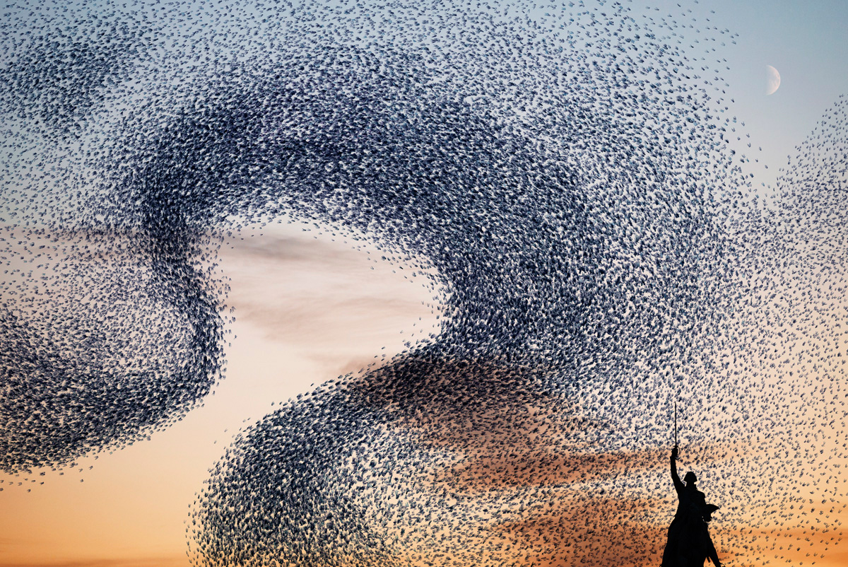 Alain DELORME, photographie Ephemeral Plastic Sculptures #6, série Murmurations Alain DELORME, photographie Ephemeral Plastic Sculptures #6, série Murmurations