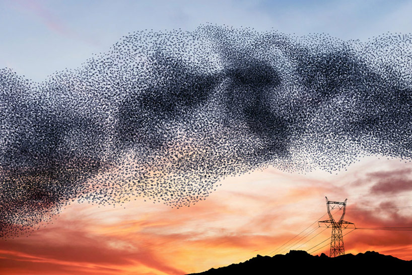 [FOCUS] Alain Delorme, Murmurations