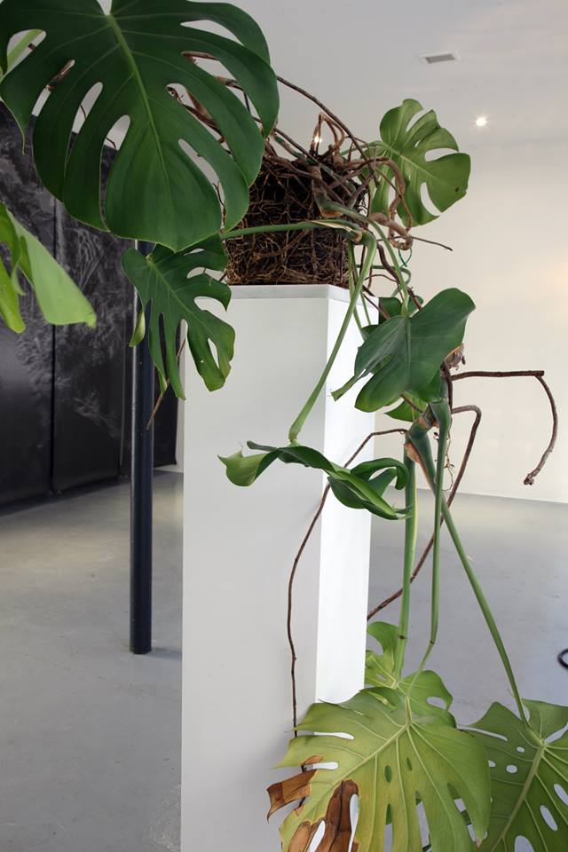 [FOCUS] Micky Backham, Sans titre (Monstera Deliciosa)