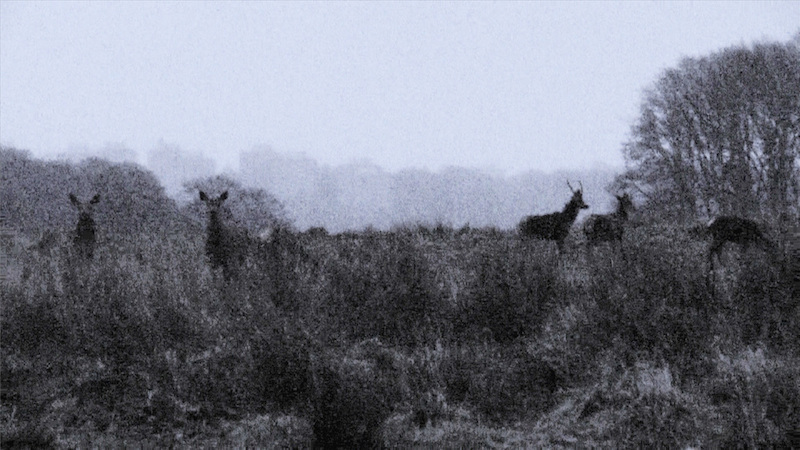 [FOCUS] Anne-Charlotte Finel, Entre chien et Loup