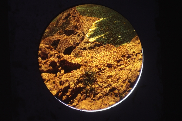 Ludovic Sauvage - Le Jardin des Pieuvres - 2016 - Courtesy Galerie EScougnou-Cetraro