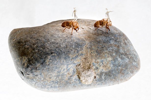 Épopée – 2016 Mues de cigale, caillou, ongles, peaux mortes, 13 x 21 x 17 cm. Crédit photo David Richalet.