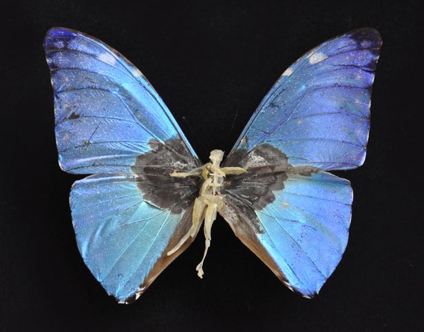 Sombre réparation #23 – 2015 Papillon abimé, ongles, peaux mortes, épingle et boite à spécimen, 26 x 19,5 x 7 cm Collection particulière.