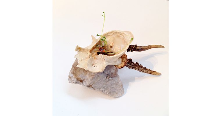 Marion Catusse, Germination, pierre, crâne et graines, 2015. Courtesy Galerie Da end Paris