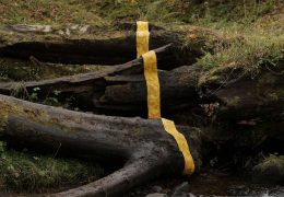ANDY GOLDSWORTHY [ENTRETIEN]