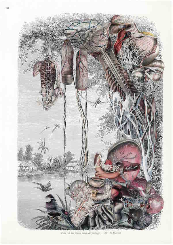 Guillaume Pelloux, Anatomie de la nature #17, 2018. Collage sur papier.