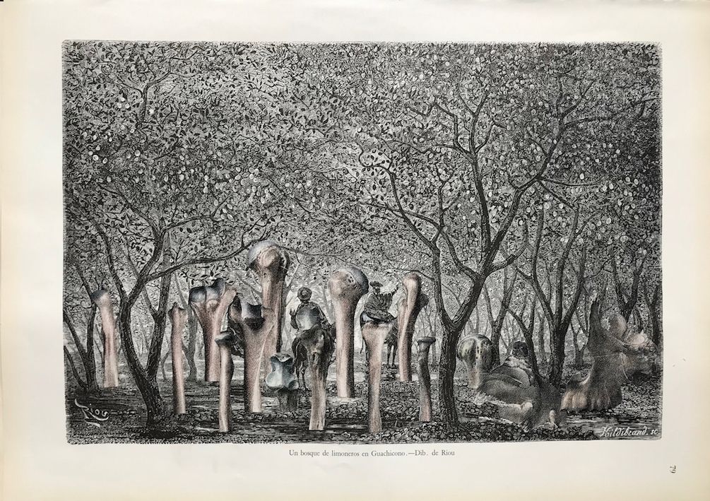 Guillaume Pelloux, Anatomie de la nature #16, 2018. Collage sur papier.