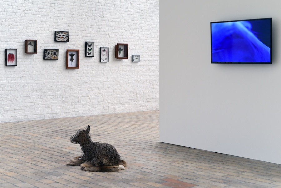 Exposition Histoires animales de Julien Salaud jusqu'au 08 décembre 2019 à DELTA STUDIO Roubaix