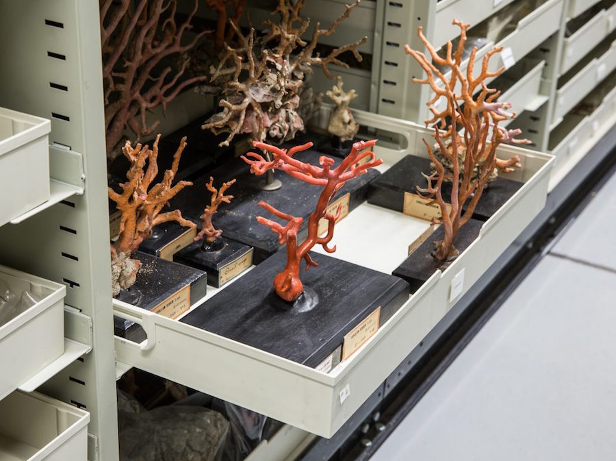 Corallium rubrum (Linnaeus, 1758), Spécimen collecté dans la mer Méditerranée et conservé à sec, Paris, Muséum national d'Histoire naturelle, Photo N. Savale