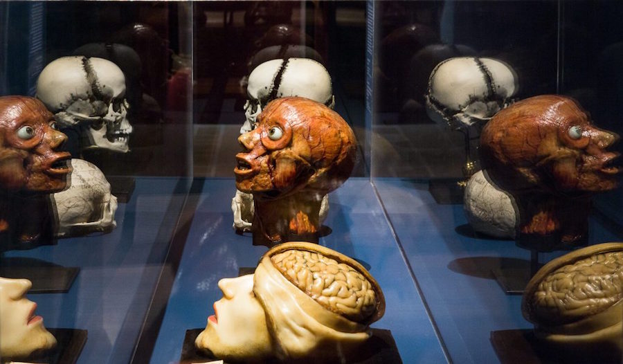 Collection de la Faculté de médecine de l'Université de Montpellier, Conservatoire d'anatomie, Vue de l'exposition "Cabinets de curiosités", Photo N. Savale © FHEL, 2019