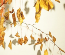 Jérôme PIERRE « Les feuilles de l’être »