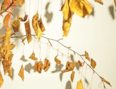 Jérôme PIERRE « Les feuilles de l’être »