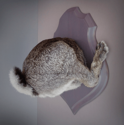Ghyslain Bertholon, Troché de Face, Lapin Lapin, 2015 Taxidermie et bois laqué