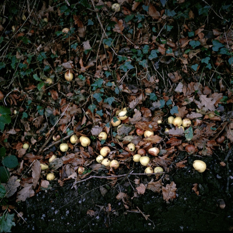 Sarah Carp, Fallen Pears, Série Roots, 2011