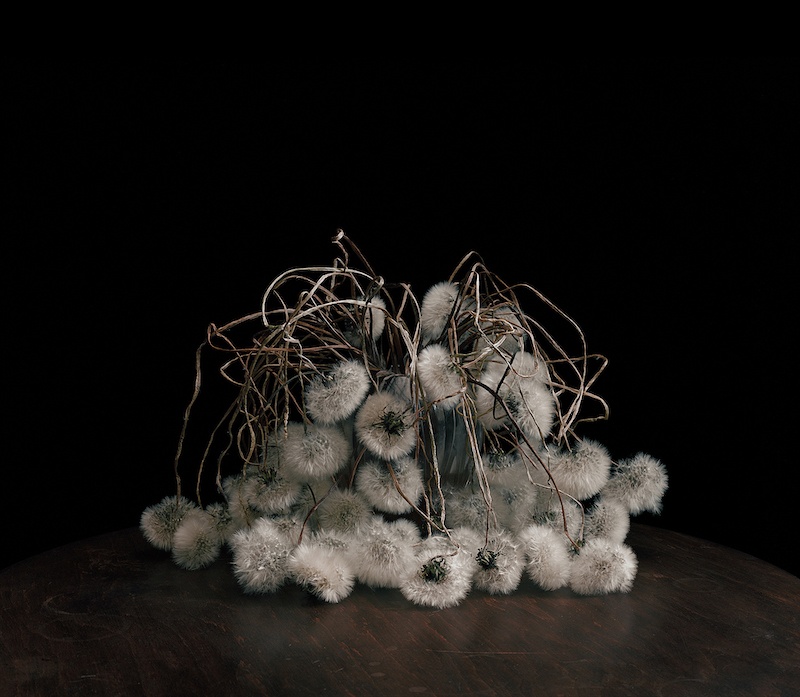 Brigitte Lustenberger, Flowers XIX, Chromogenic print