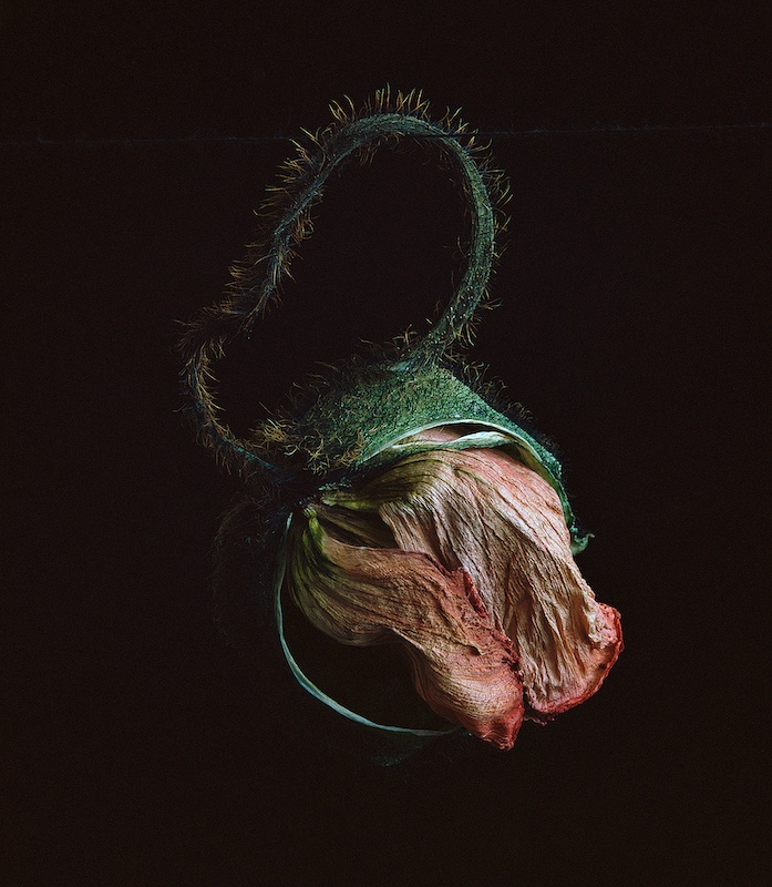 Brigitte Lustenberger, Flowers XXIX, Chromogenic print