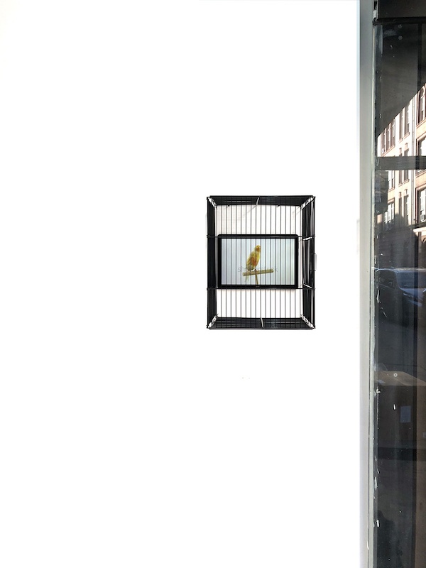Ubay Martín, Psychopomp, 2020. Huawei tablet, Shutterstock video Bird cage 13,5 x 18 inches
