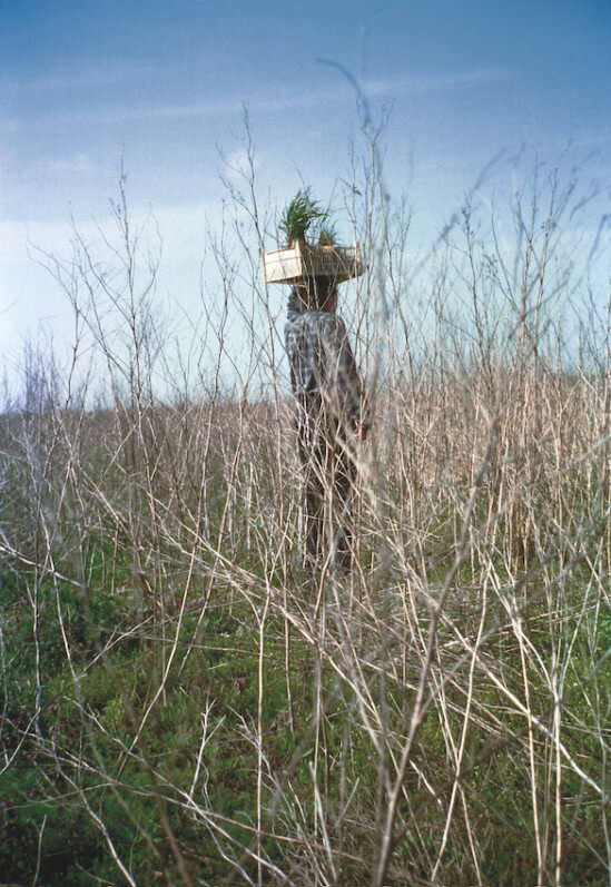 Lois Weinberger, Area-external, 1996 photographie Salle Principale