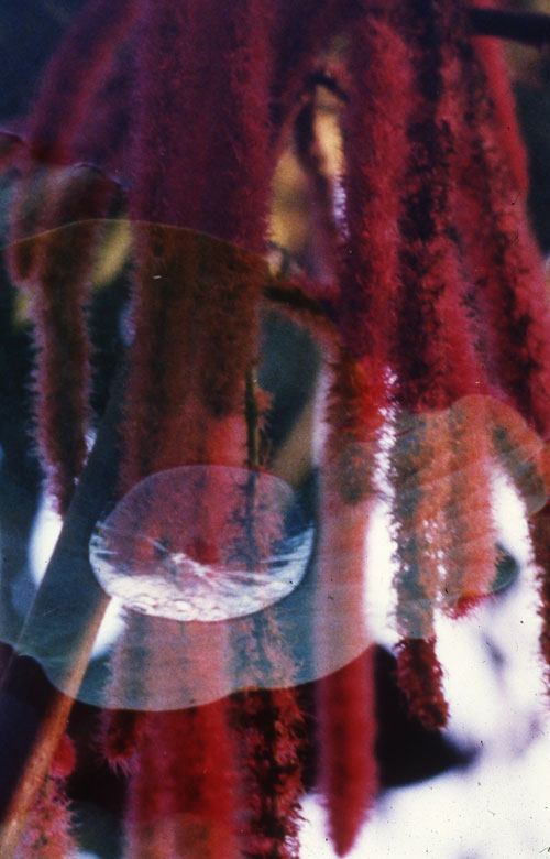 Gayle Chong Kwan, Kew/Pamplemousse 1, 2001 C-type photographic print 50 x 40 cm Ed. 3 + 1AP