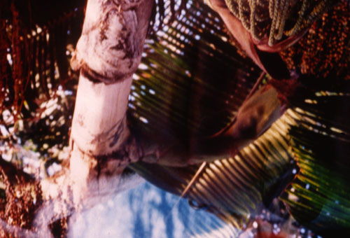 Gayle Chong Kwan, Kew/Pamplemousse 3, 2001 C-type photographic print 61 x 76 cm Ed. 3 + 1AP