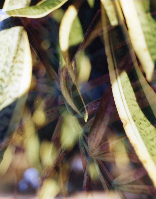 Gayle Chong Kwan, Kew/Pamplemousse 4, 2001 C-type photographic print 50 x 40 cm Ed. 3 + 1AP
