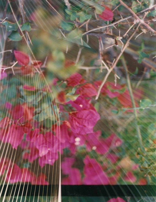 Gayle Chong Kwan, Kew/Pamplemousse 5, 2001 C-type photographic print 50 x 40 cm Ed. 3 + 1AP