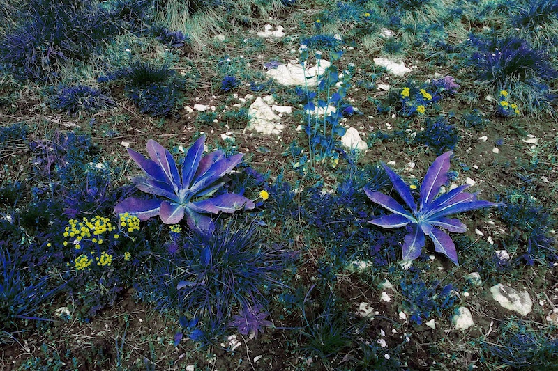 Jean-Baptiste Grangier, Les autres plantes sous les autres soleils, 2018
