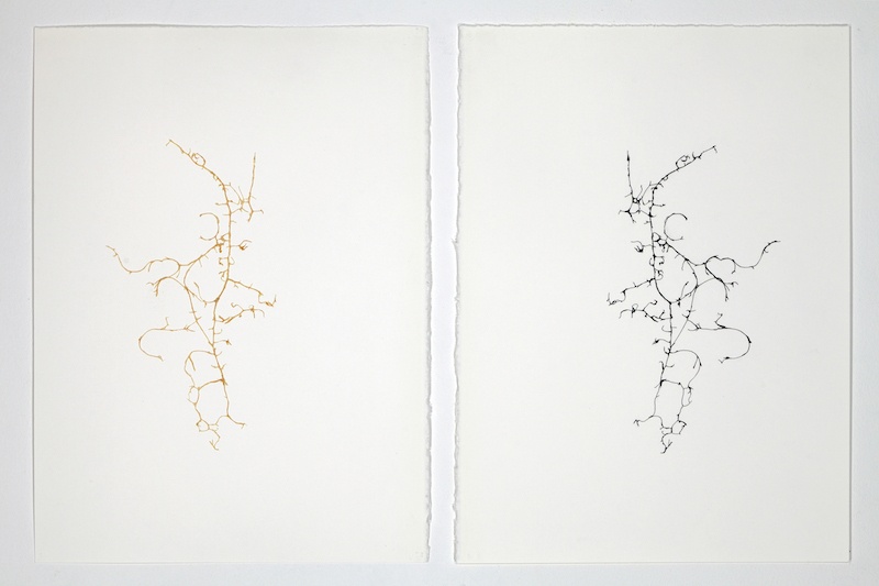 Léa Barbazanges - Dessin d’une clémentine - 2010 - Filaments d’une clémentine assemblés en un dessin et son pendant à l’encre de chine – Diptyque - 28 × 38 cm chaque