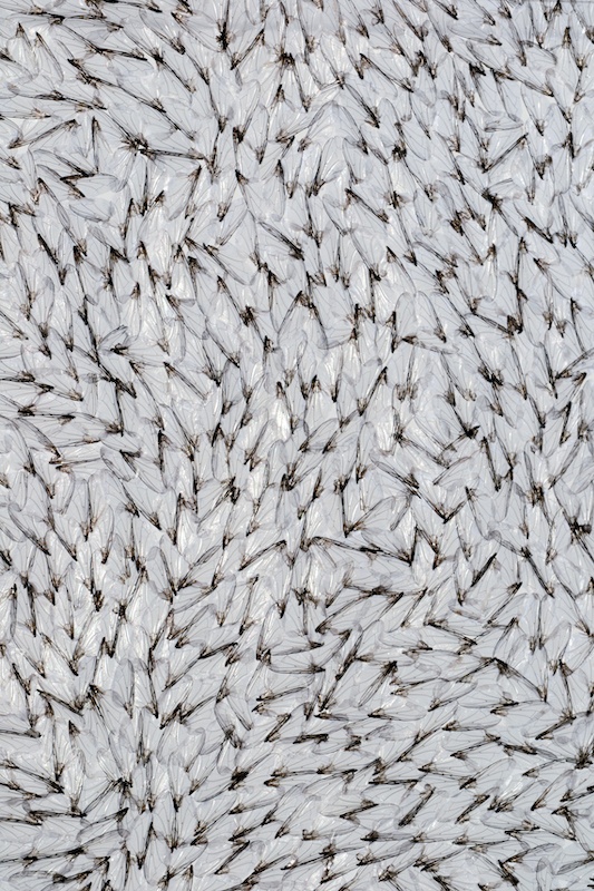 Léa Barbazanges - Page d’ailes - 2005 - Ailes de mouches Calliphora assemblées entre elles bord à bord en un format A4 21 × 29,7 cm – Ensemble de sept pages d'ailes réalisées à raison d'une par an.