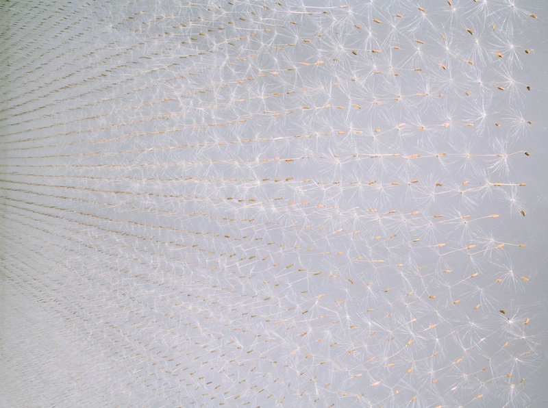 Léa Barbazanges - Surface d’aigrettes de pissenlits – 2010 - 3700 aigrettes fixées par l’akène chaque centimètre sur une plaque de verre, le faisceau de soie face au spectateur - 108 x 182 x 1,5 cm – Exposition PLEIN VENT, Halle aux sucres de Dunkerque, commissariat COAL