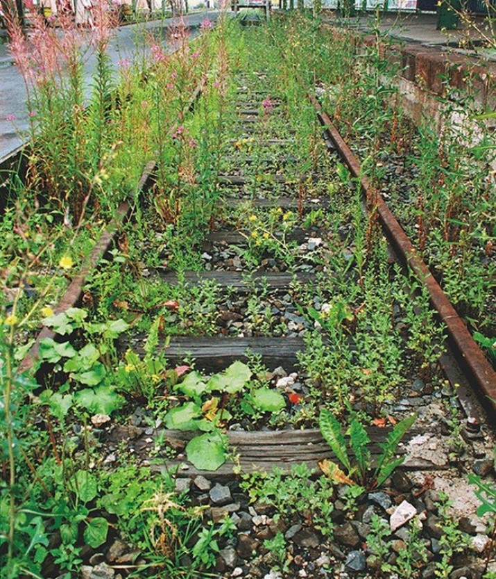 Lois Weinberger, "Das über Psslanzen ist eins mit ihnen", Photographie, Documenta X, Kassel, 1997 © Lois Weinberger