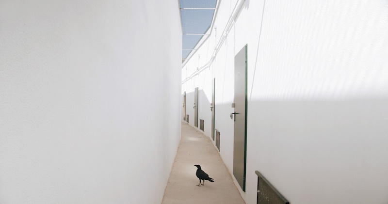 Benjamin Mouly, For the Birds, 2020
