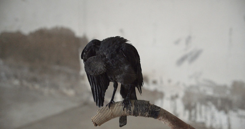 Benjamin Mouly, For the Birds, 2020