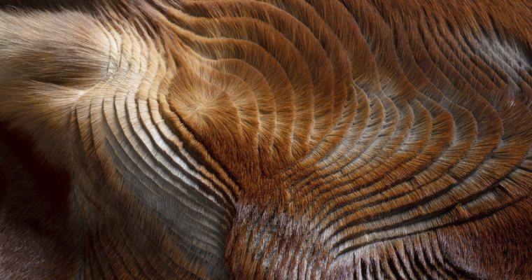 PAYSAGE INTÉRIEUR – COLLECTIBLE NATURE ACT.2