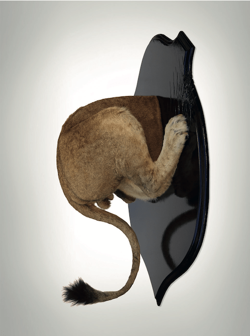 Ghyslain Bertholon, Troché de face, Lion, 2015. Taxidermie et bois laqué, 130 x 100 x 48,5 cm Courtesy artiste et Olivier Castaing School Gallery