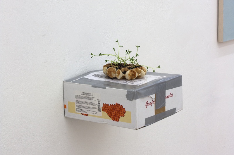 Marcos Uriondo, Le bon plan, 2020. Installation gaufre volée, terreau et pousses de lentilles. Dimensions variables.