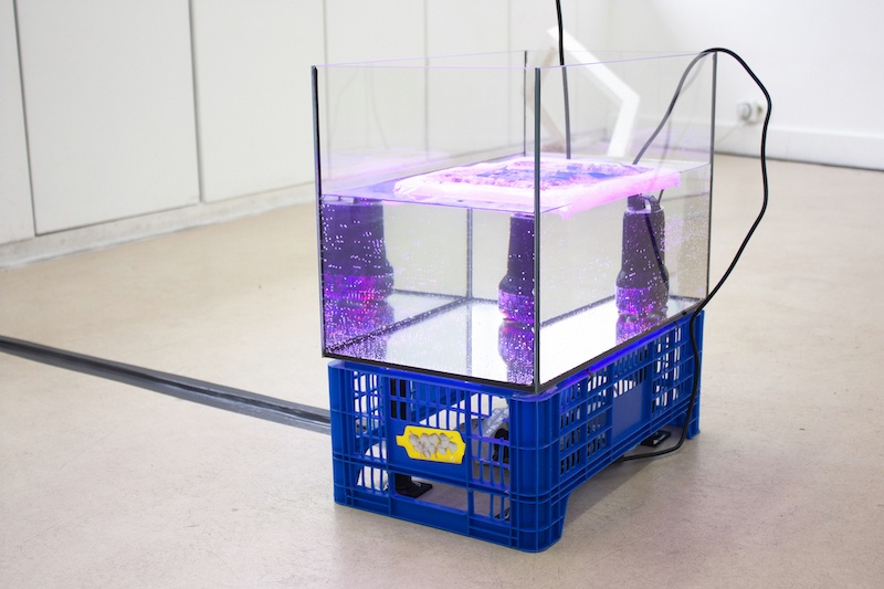 Marcos Uriondo, Prêt à être prêt, 2021. Installation, caisse de récolte, aquarium 50L, pompe d’eau, impression hydrographique sur silicone. Dimensions variables.