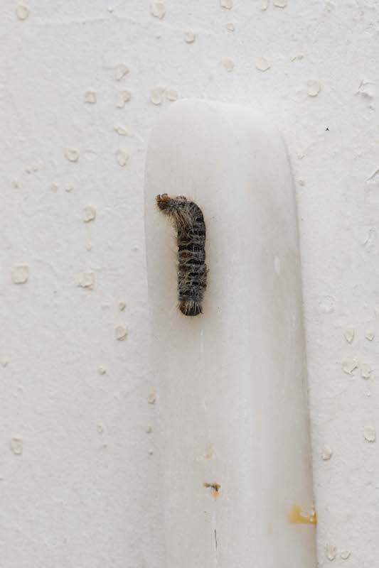Alex Ayed Untitled (Caterpillar), 2021 marbre blanc grecque, chenille processionnaire, savon à l’huile d’olive 25 x 2 x 2cm - vue d'exposition LA LUNE EST TOMBÉE AINSI QUE LES PLÉIADES - KARL MARX STUDIO Paris - Photo Nina Salamov