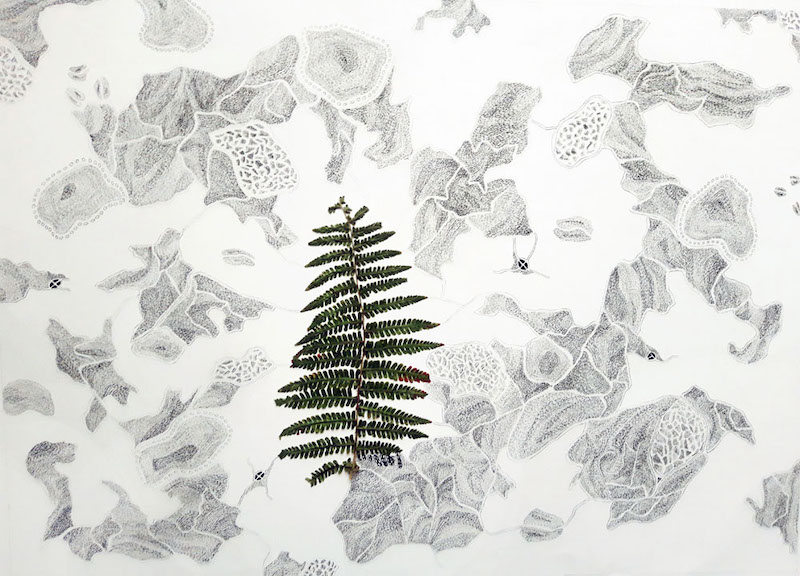 Nathalie Borowski, Sans titre – Dessin #1/5 sur papier BFK rives / plante - 56x76cm
