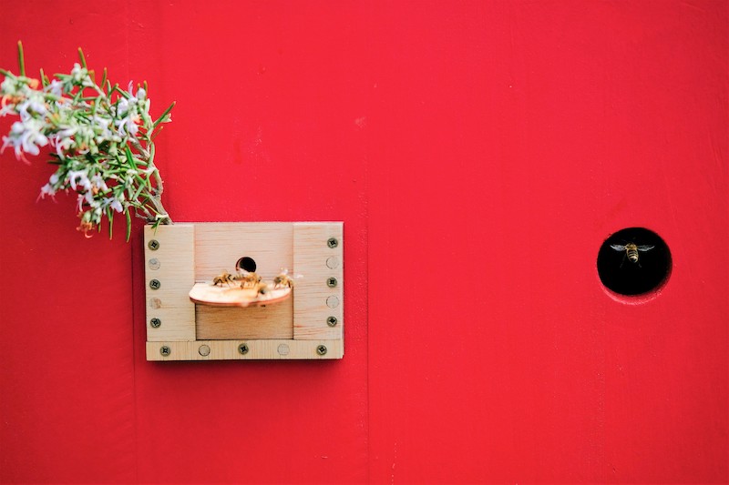 Détail du studio d'enregistrement pour abeilles
