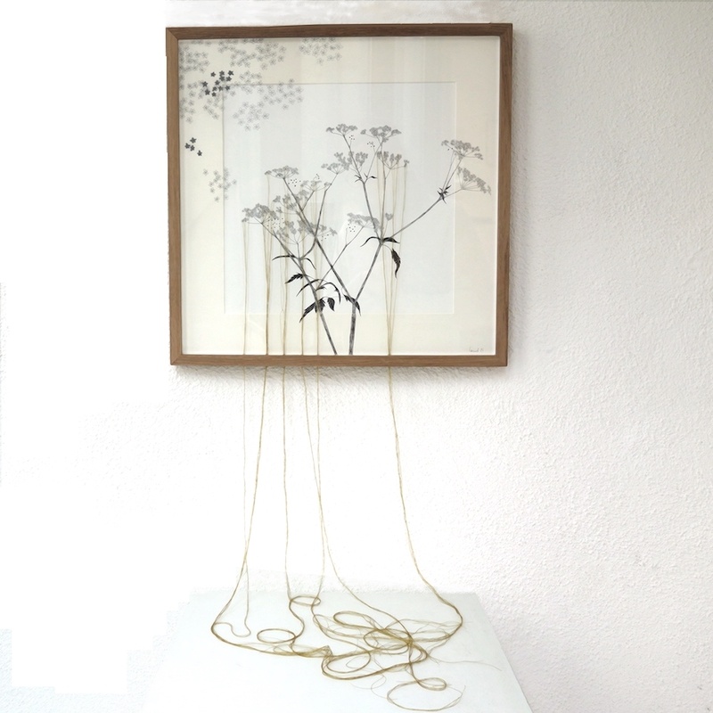 Ursula Caruel, Chaerophyllum sylvestre 42 x 42 cm / mine de plomb, encre et fil