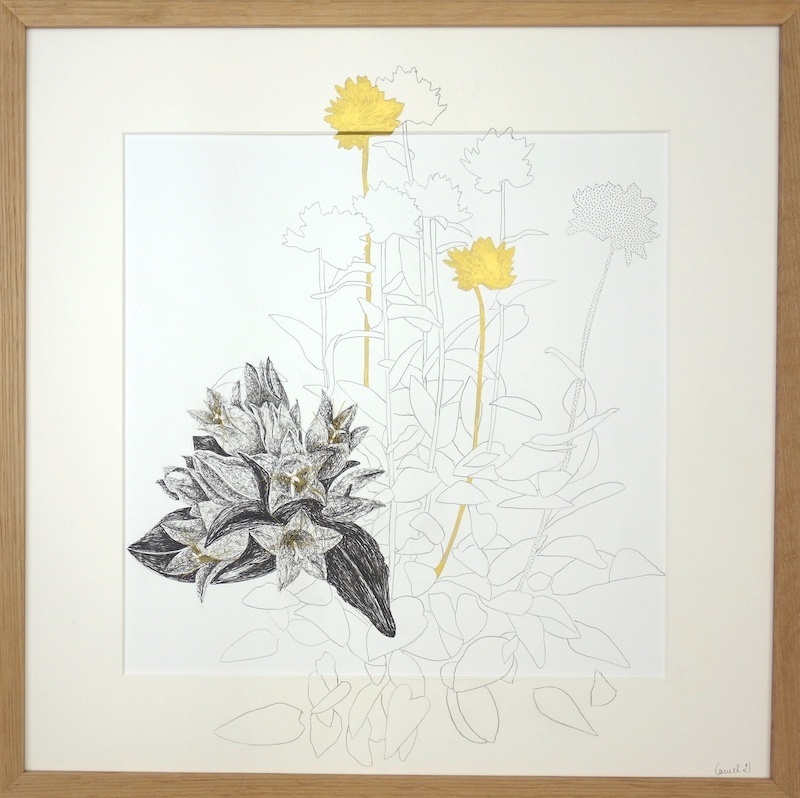 Ursula Caruel, Antyllis montana 42 x 42 cm / mine de plomb, encre, dorure et fil