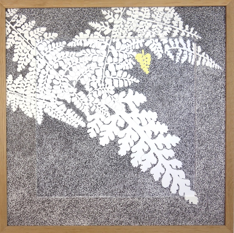 Ursula Caruel, Asplenium halleri 42 x 42 cm / mine de plomb, encre et dorure
