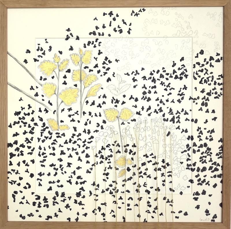 Ursula Caruel, Calamintha nepeta 42 x 42 cm / mine de plomb, dorure, encre et fil