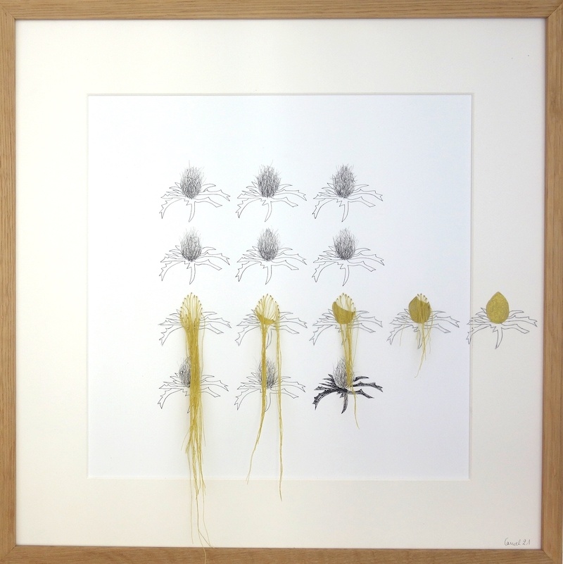 Ursula Caruel, Eryngium campestre 42 x 42 cm / mine de plomb, encre, dorure et fil