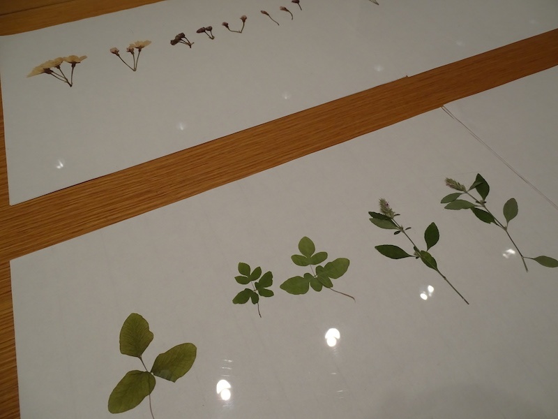 Christine Crozat extrait herbier presquile de KII japon - Exposition Mémoires de formes, exposition personnelle de Christine Crozat : des hommages aux personnes et aux plantes rencontrés sur ses chemins Jusqu’au 19 septembre 2021, Musée de l’hospice Saint Roch à Issoudun