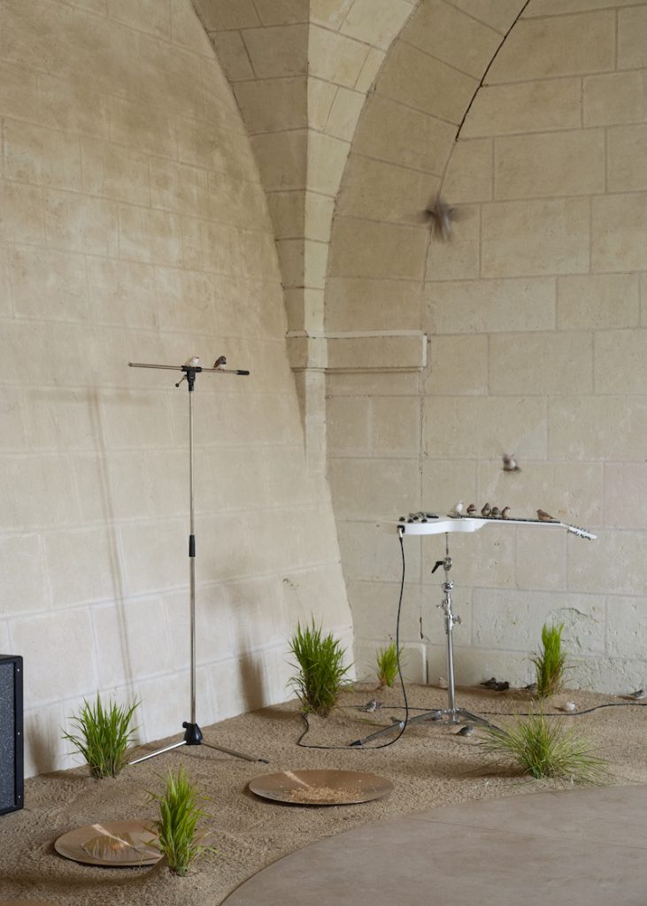 Céleste Boursier-Mougenot, From here to ear, 2009. Collection Antoine de Galbert, Paris. Photo : Julia Andréone