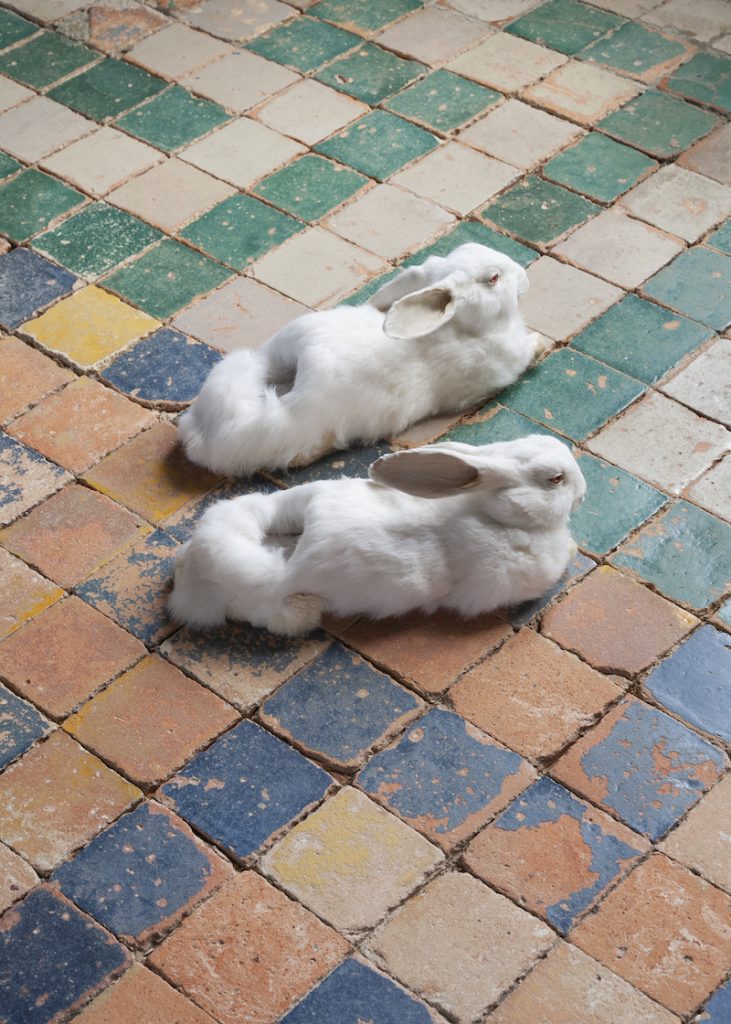 Wim Delvoye, Sans titre (Rabbit Slippers), 2005. Collection Antoine de Galbert, Paris. Photo : Julia Andréone