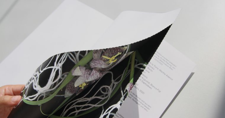 CLAUDIA DE LA TORRE, BACKBONEBOOKS